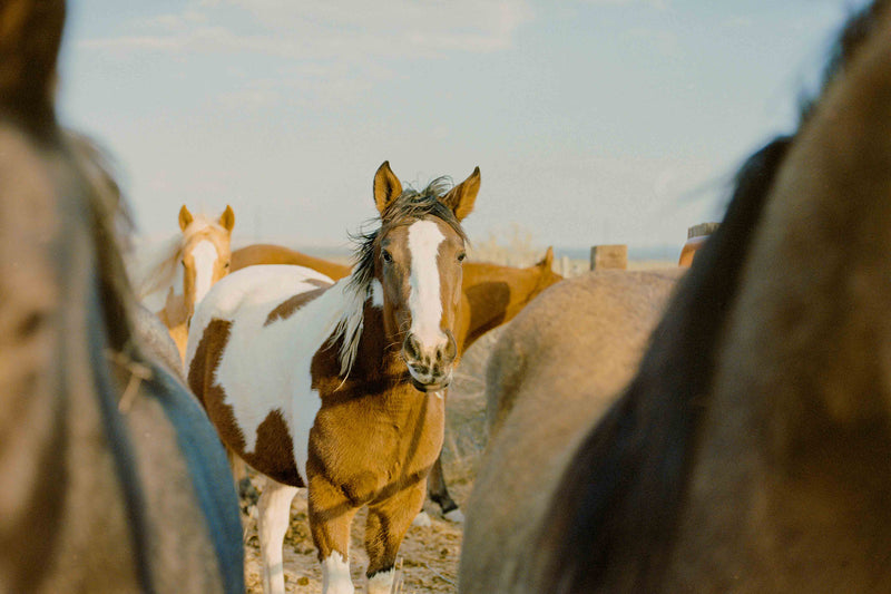 Ranch Days #3 by Taylor Hoover