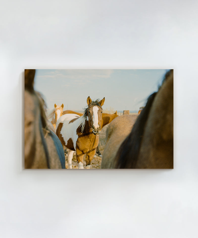 Ranch Days #3 by Taylor Hoover