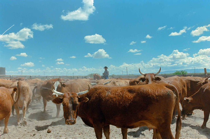 Ranch Days #5 by Taylor Hoover