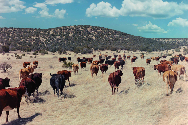 Ranch Days #6 by Taylor Hoover