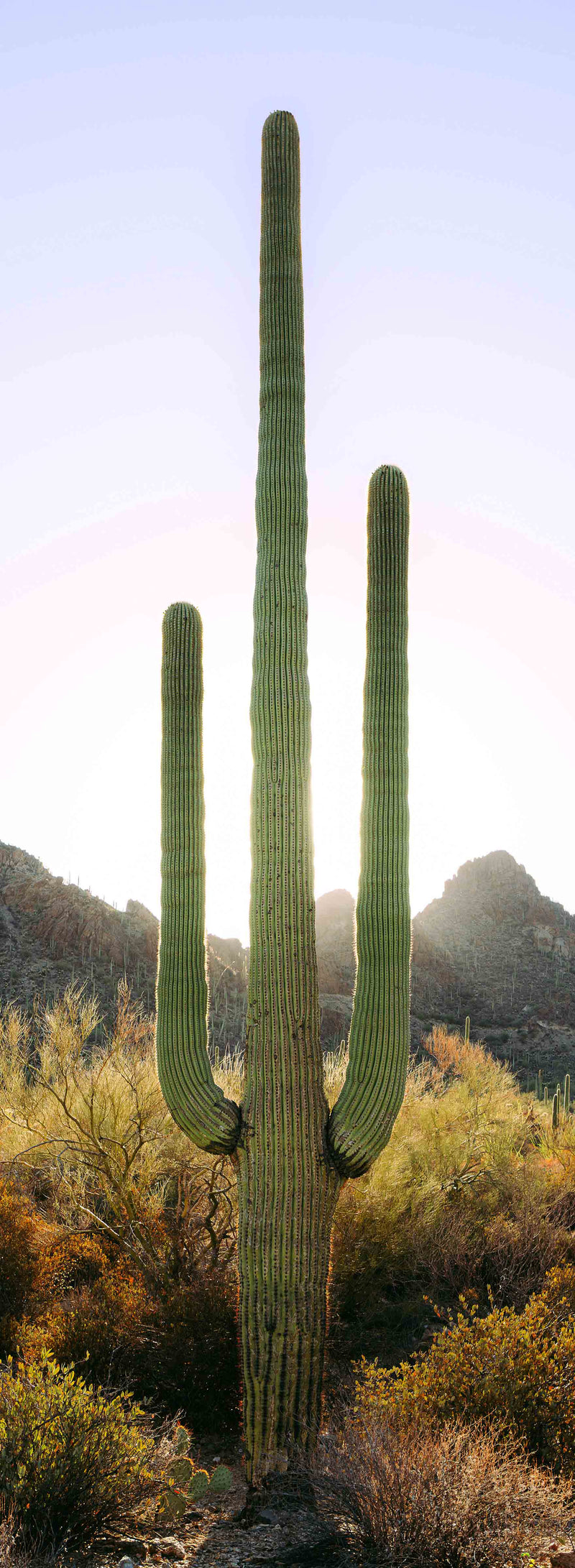 Towering Saguaro #3 by Alex Noble