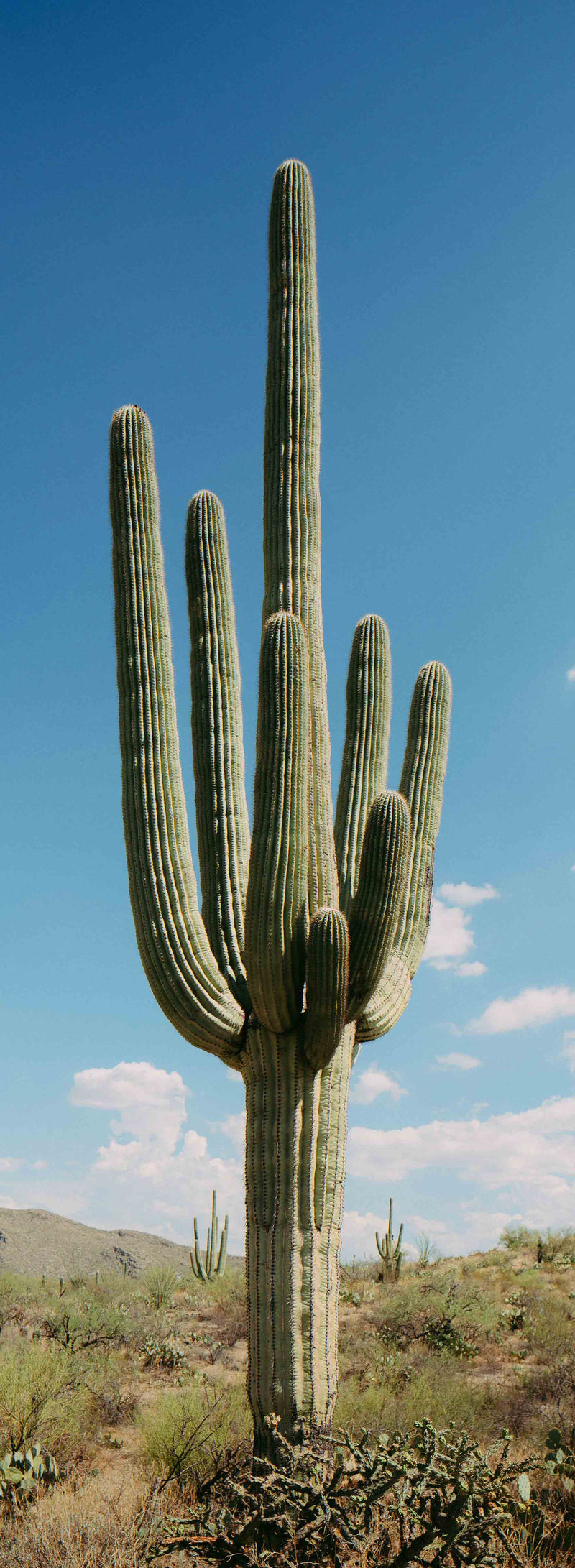 Towering Saguaro #1 by Alex Noble