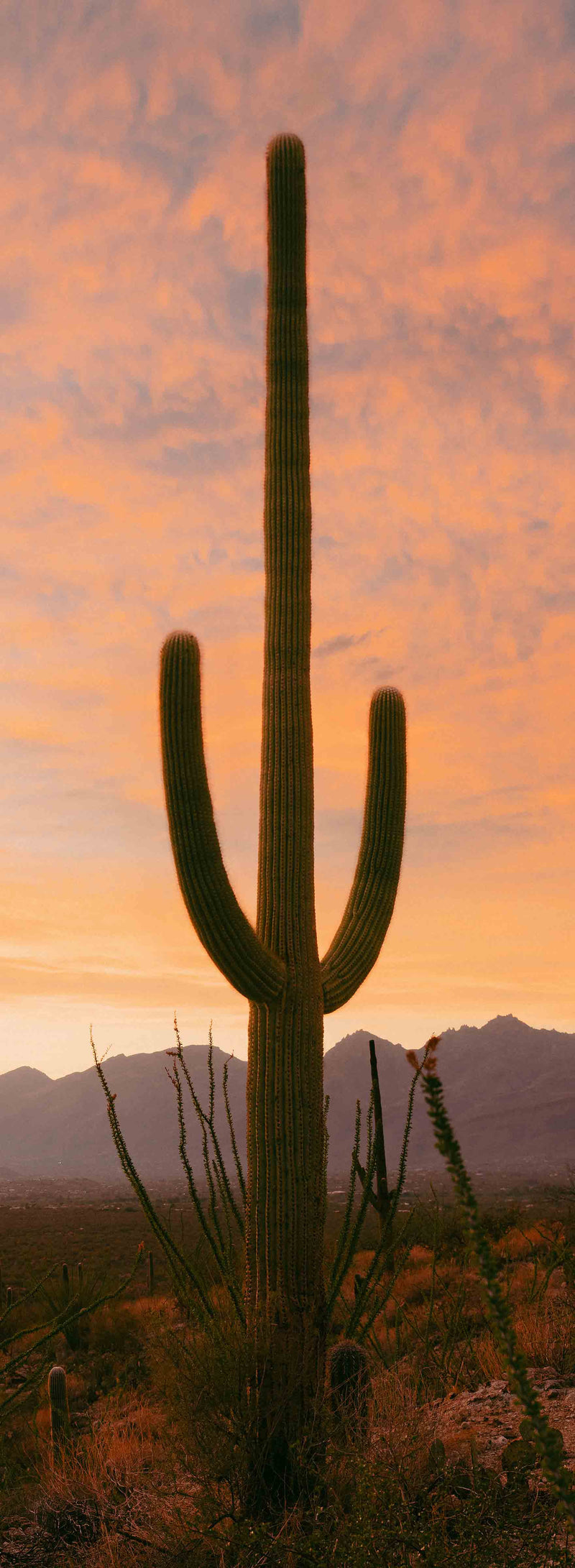 Towering Saguaro #2 by Alex Noble