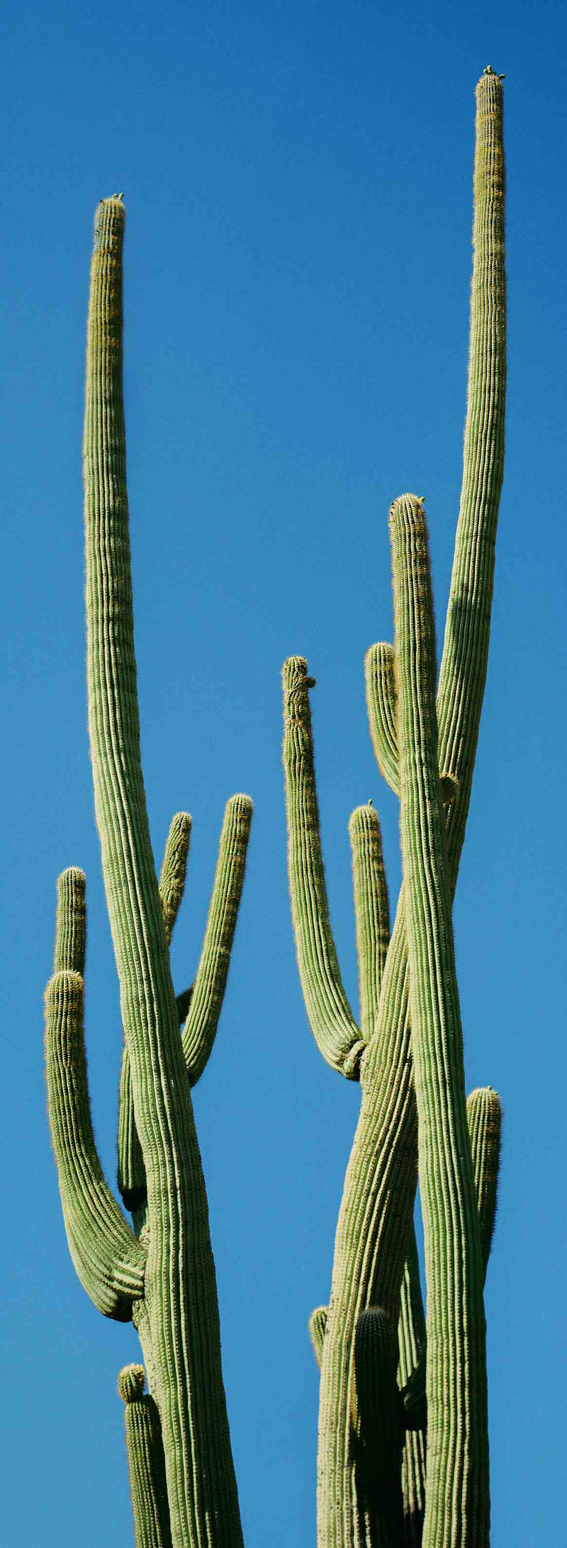 Towering Saguaro #4 by Alex Noble