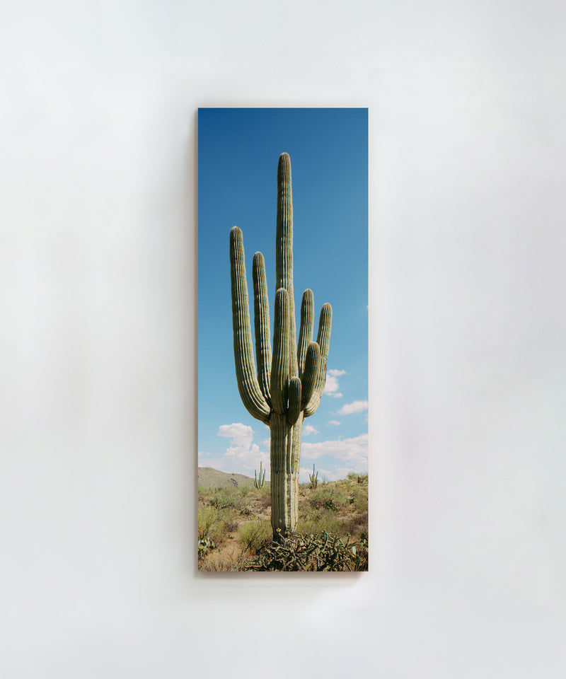 Towering Saguaro #1 by Alex Noble