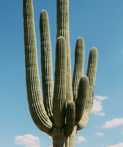 Towering Saguaro #1 by Alex Noble
