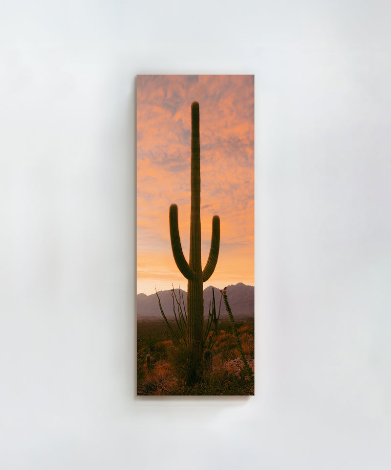 Towering Saguaro #2 by Alex Noble