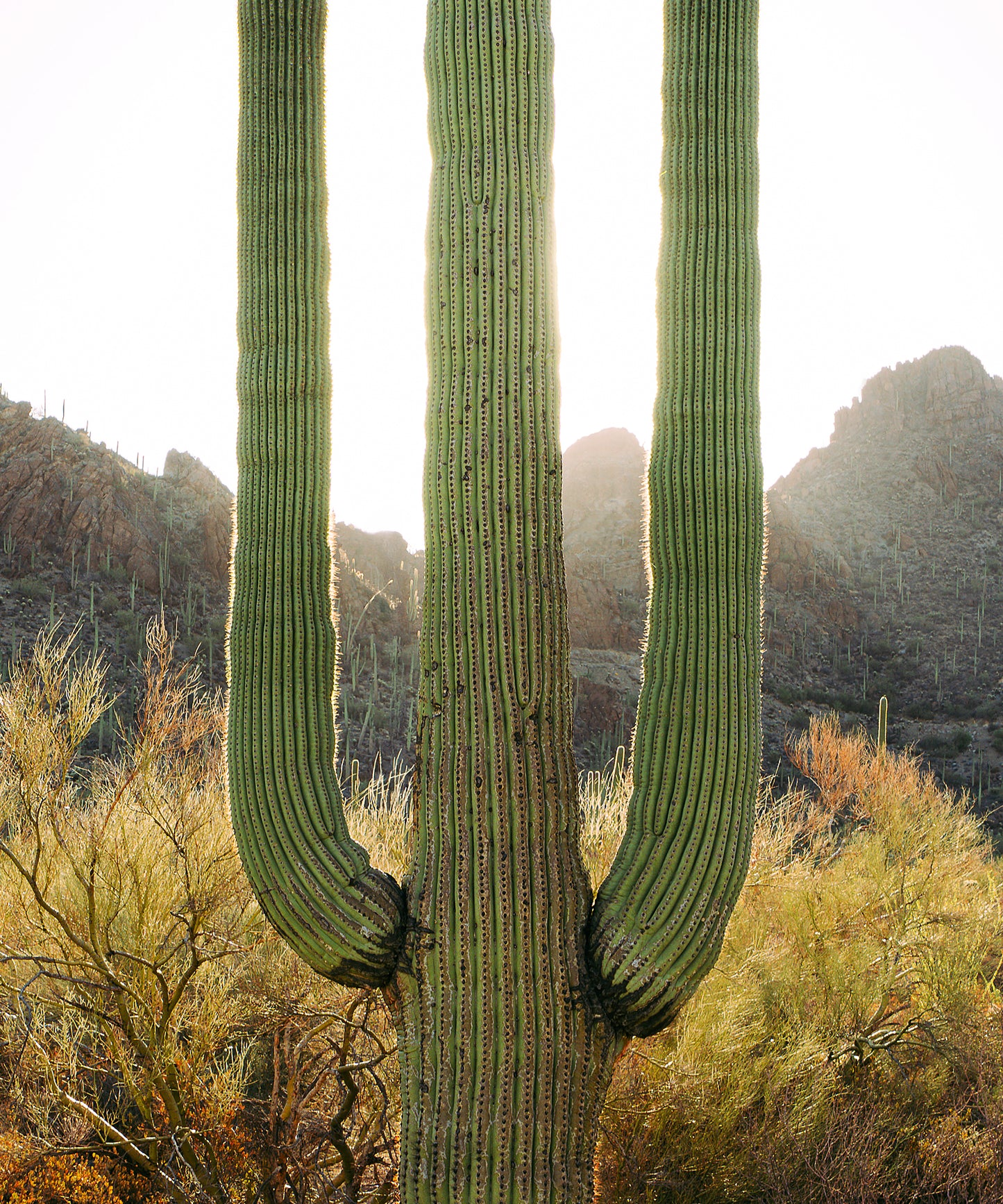 Towering Saguaro #3 by Alex Noble