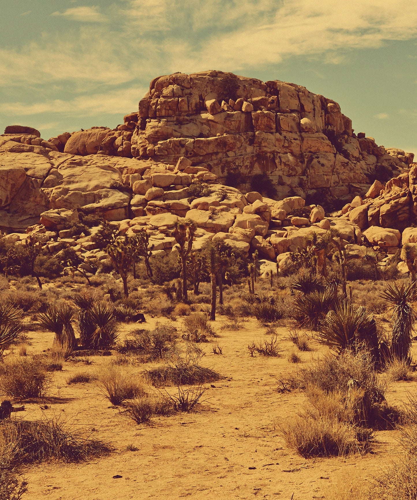 Joshua Tree Landscape #2 by Zachary C. Bako