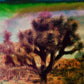 Joshua Tree Landscape #6 by Zachary C. Bako