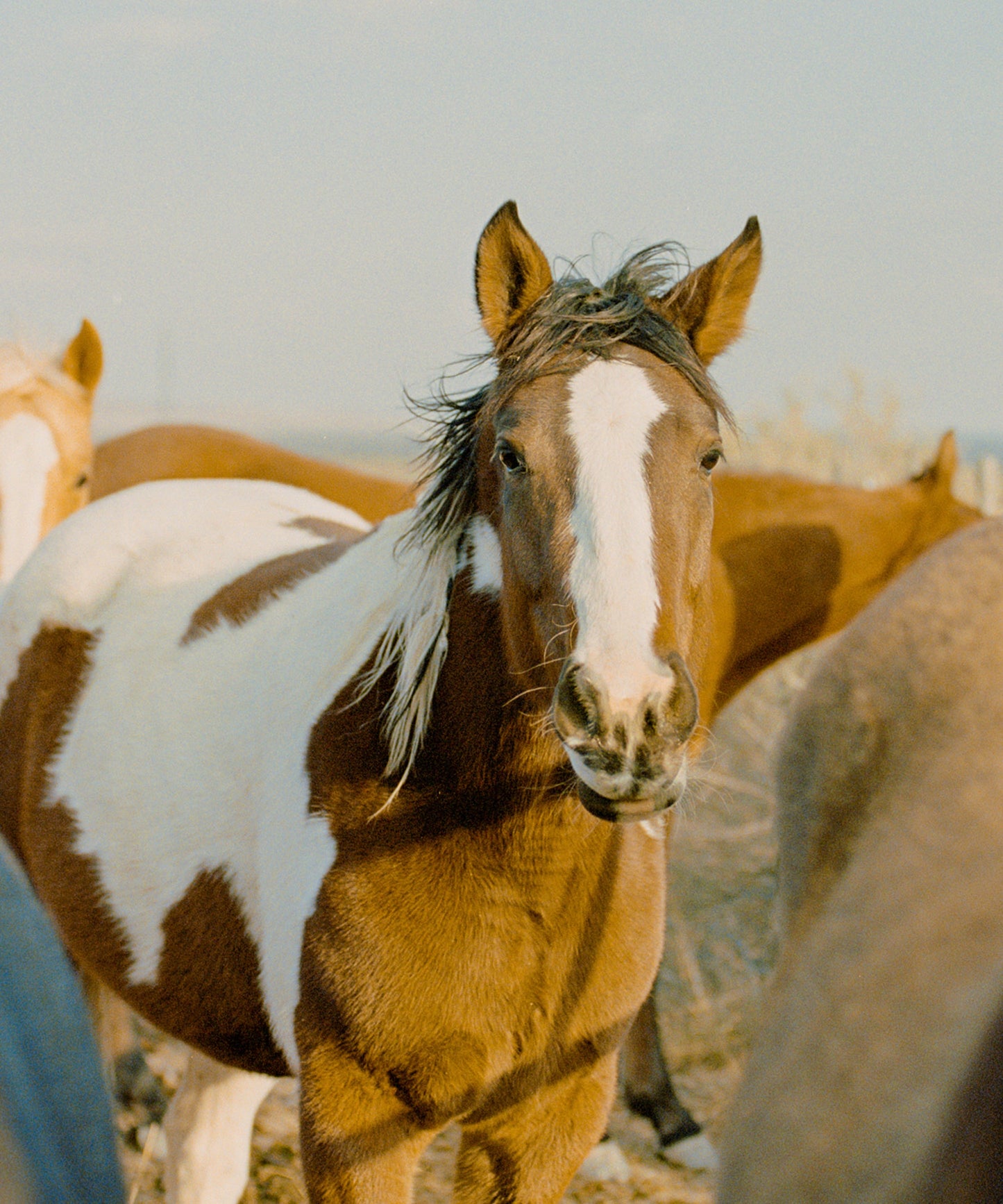 Ranch Days #3 by Taylor Hoover